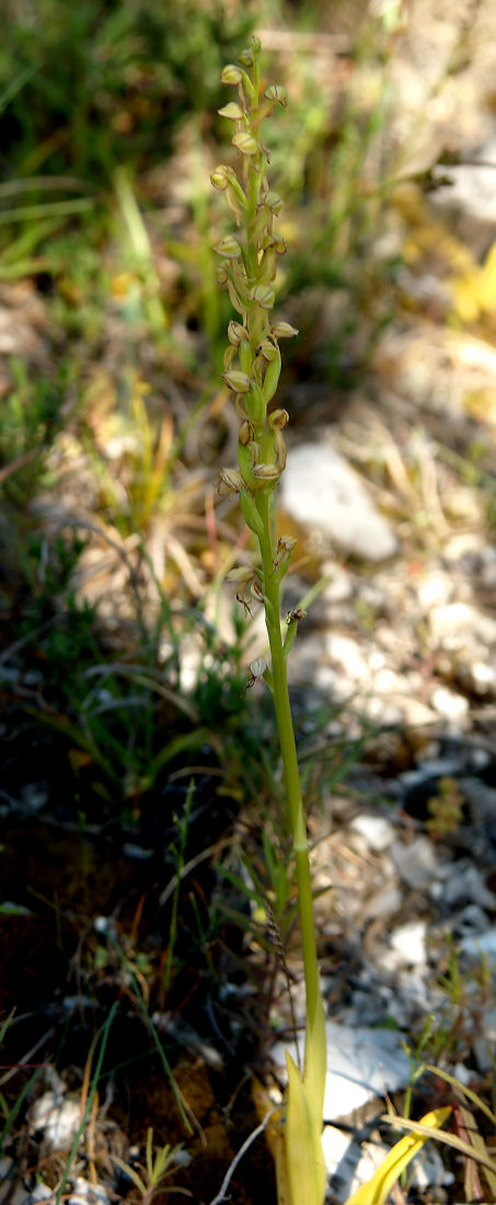 Orchidee nel pisano